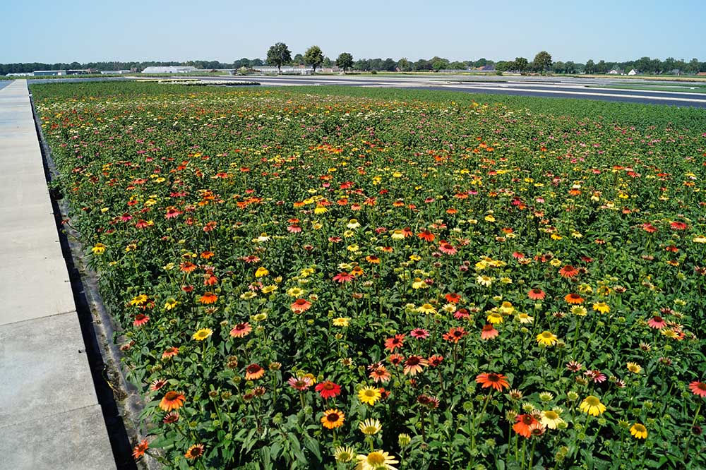 Freiflaeche mit Blumen